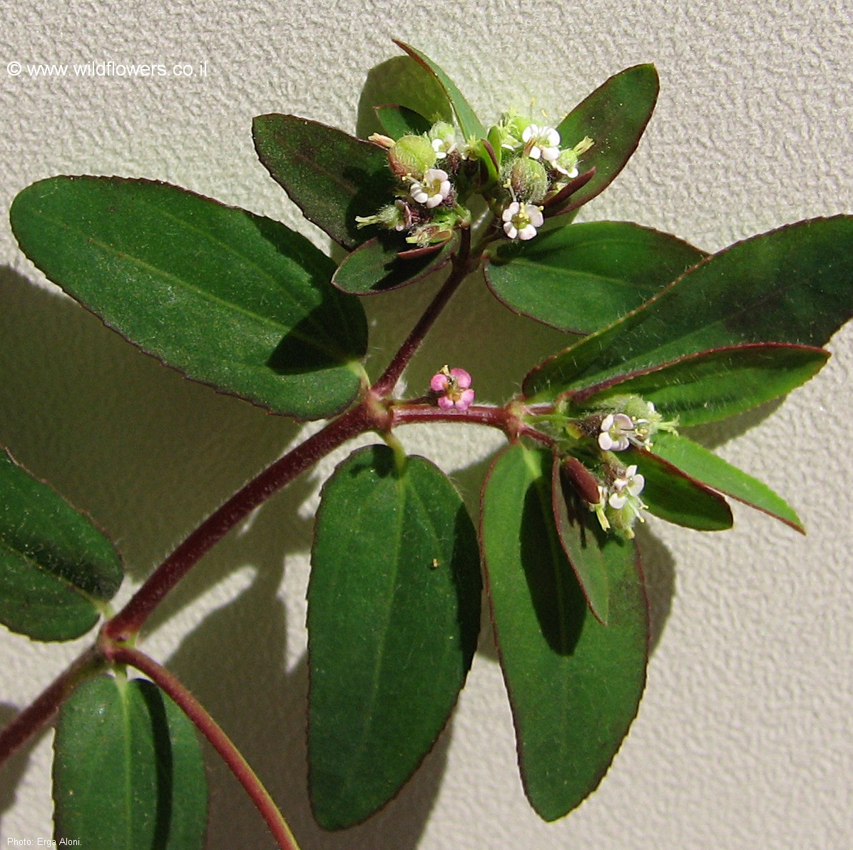 Euphorbia lasiocarpa